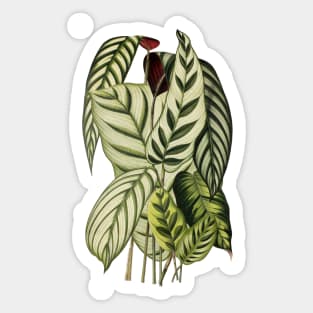 Assorted Prayer plants - Belgique horticole, journal des jardins et des vergers - Botanical Illustration Sticker